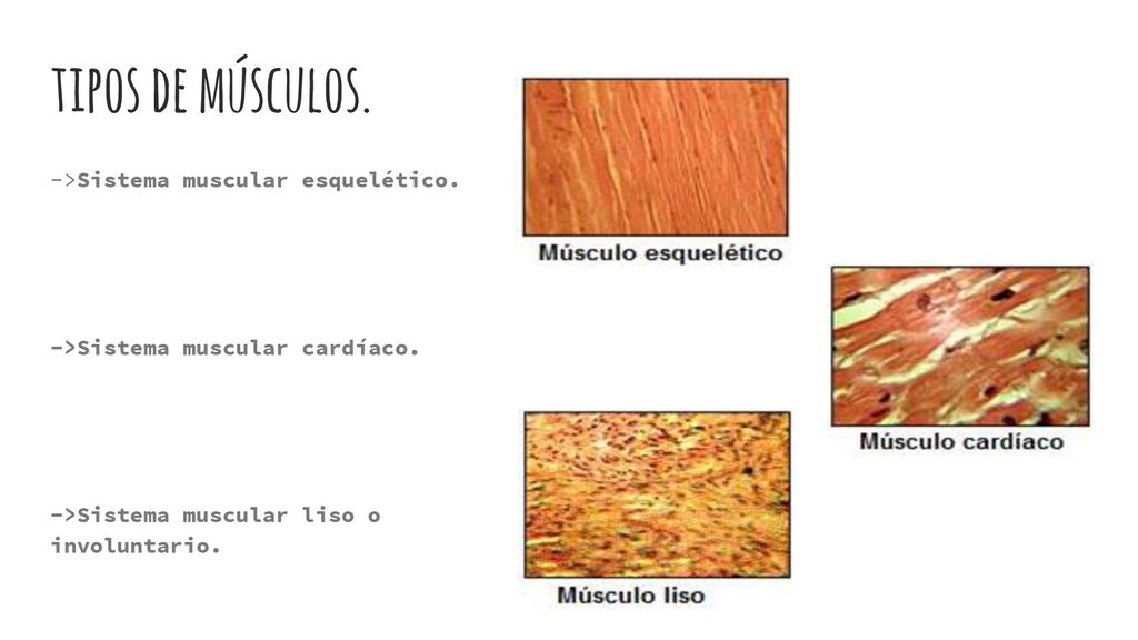 tipos de músculos. ->Sistema muscular esquelético.