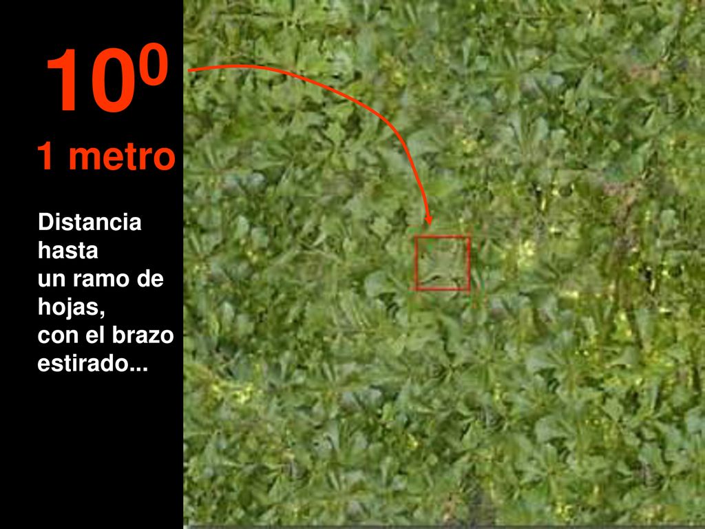 100 1 metro Distancia hasta un ramo de hojas, con el brazo estirado...