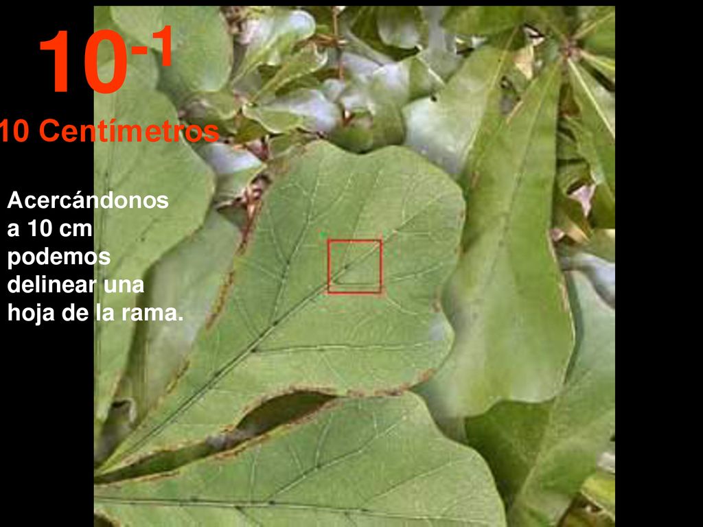 Centímetros Acercándonos a 10 cm podemos delinear una hoja de la rama.