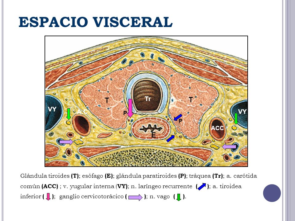 ESPACIO VISCERAL T T E Tr VY A.C VY P P ACC