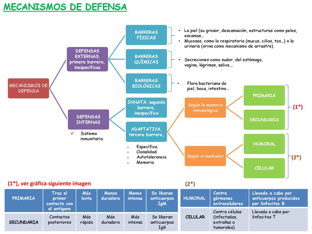 Tras el primer contacto con el antígeno Se liberan anticuerpos IgM