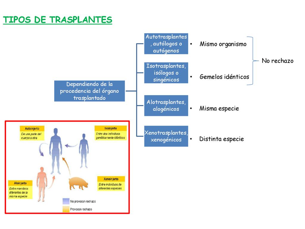TIPOS DE TRASPLANTES Mismo organismo No rechazo Gemelos idénticos