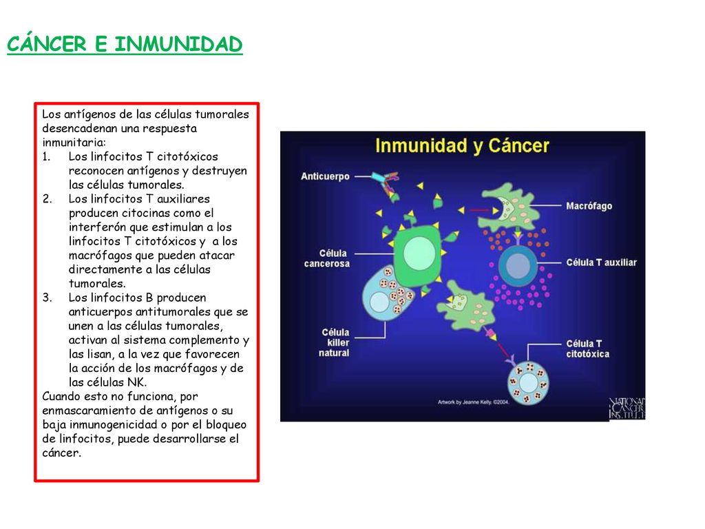 CÁNCER E INMUNIDAD Los antígenos de las células tumorales desencadenan una respuesta inmunitaria: