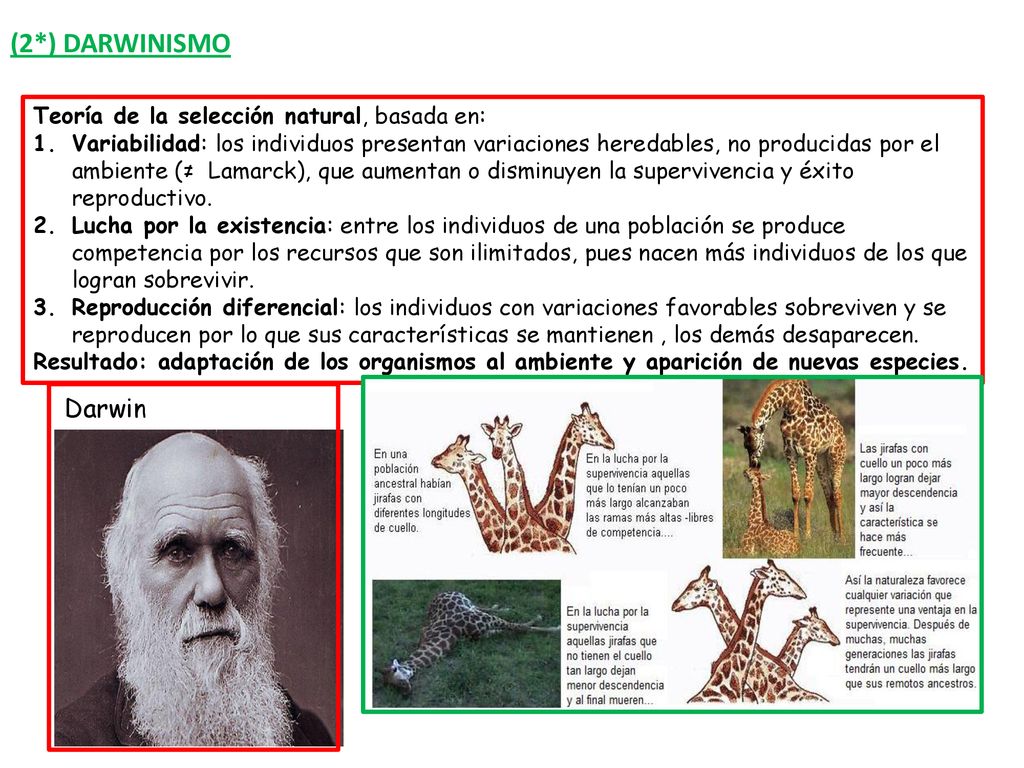 (2*) DARWINISMO Darwin Teoría de la selección natural, basada en: