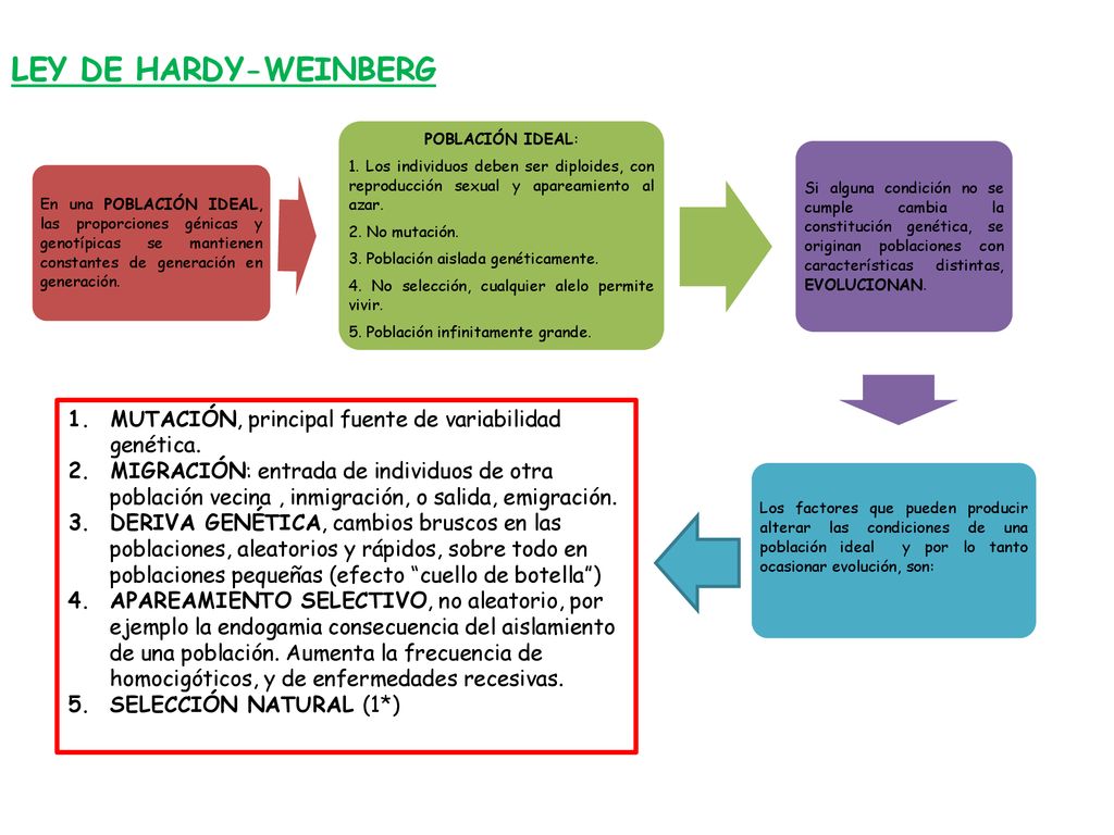 LEY DE HARDY-WEINBERG En una POBLACIÓN IDEAL, las proporciones génicas y genotípicas se mantienen constantes de generación en generación.