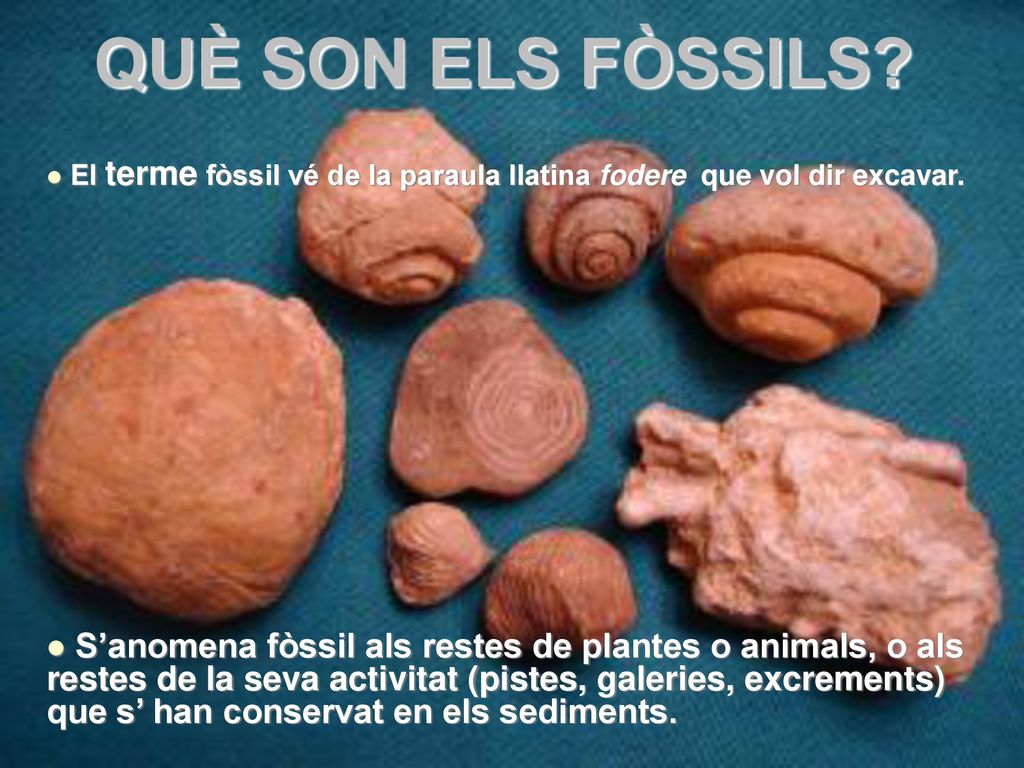 QUÈ SON ELS FÒSSILS El terme fòssil vé de la paraula llatina fodere que vol dir excavar.