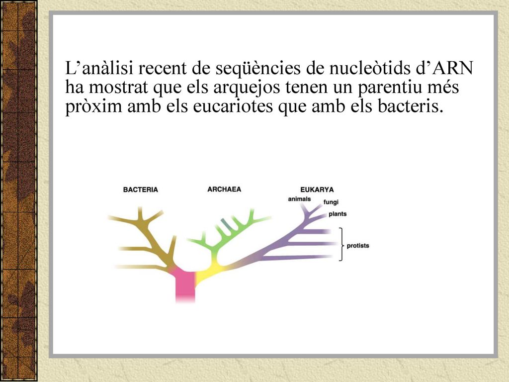 L’anàlisi recent de seqüències de nucleòtids d’ARN ha mostrat que els arquejos tenen un parentiu més pròxim amb els eucariotes que amb els bacteris.