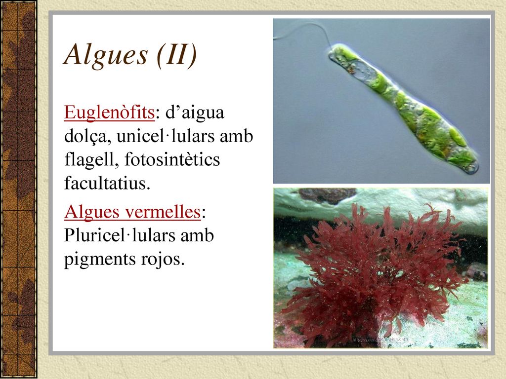 Algues (II) Euglenòfits: d’aigua dolça, unicel·lulars amb flagell, fotosintètics facultatius.