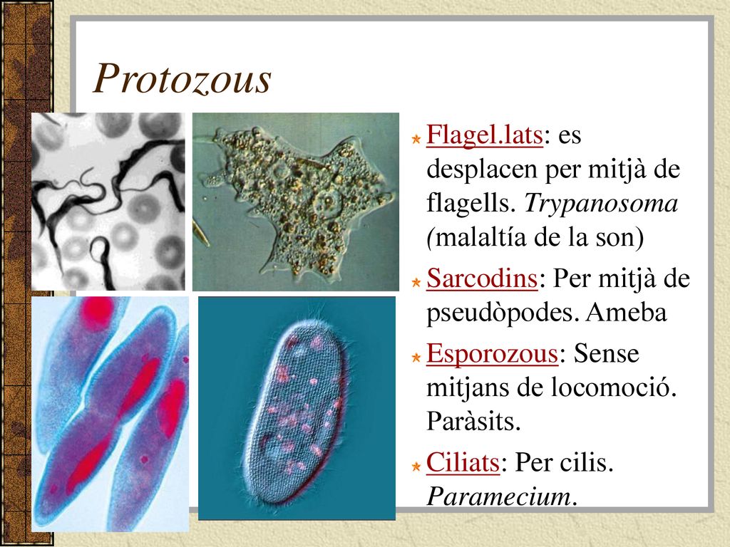 Protozous Flagel.lats: es desplacen per mitjà de flagells. Trypanosoma (malaltía de la son) Sarcodins: Per mitjà de pseudòpodes. Ameba.