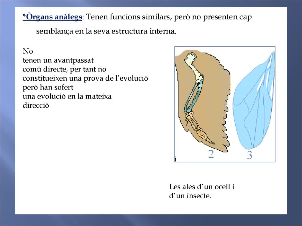 *Òrgans anàlegs: Tenen funcions similars, però no presenten cap semblança en la seva estructura interna.