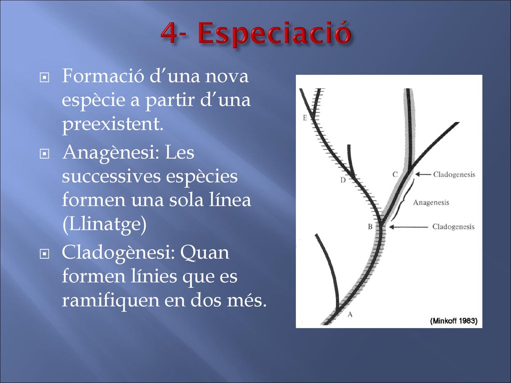 4- Especiació Formació d’una nova espècie a partir d’una preexistent.