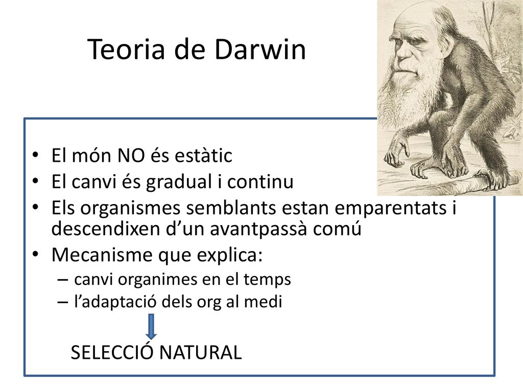 Teoria de Darwin El món NO és estàtic El canvi és gradual i continu