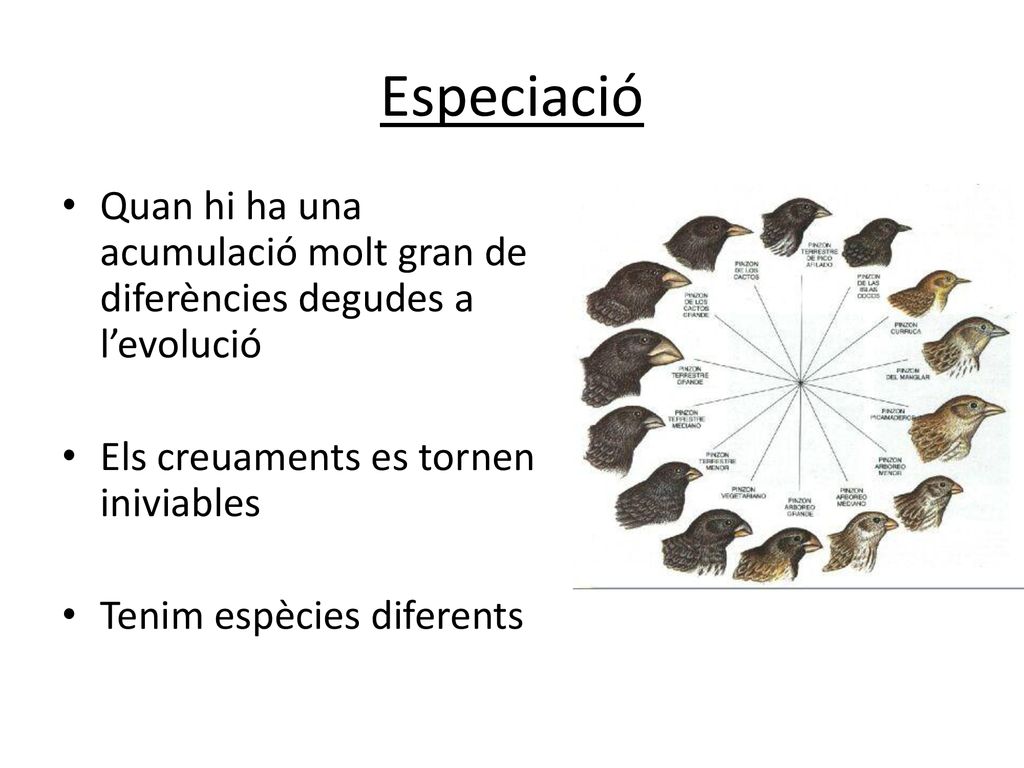 Especiació Quan hi ha una acumulació molt gran de diferències degudes a l’evolució. Els creuaments es tornen iniviables.