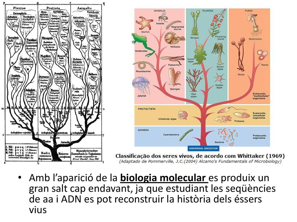 Amb l’aparició de la biologia molecular es produix un gran salt cap endavant, ja que estudiant les seqüències de aa i ADN es pot reconstruir la història dels éssers vius