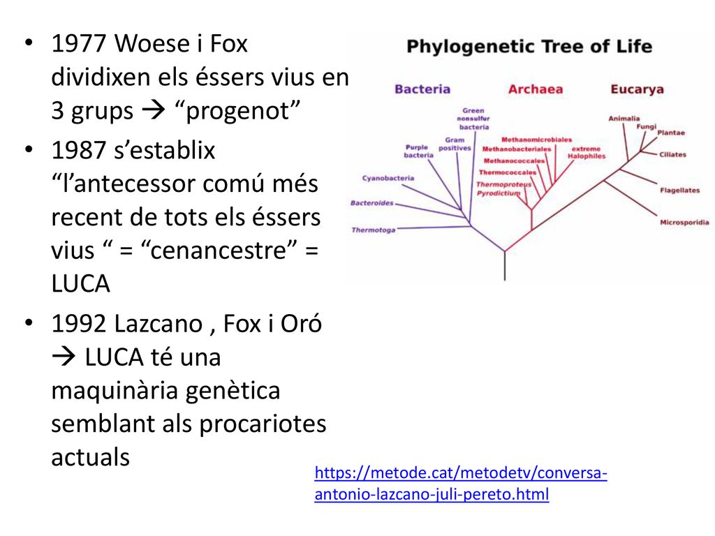 1977 Woese i Fox dividixen els éssers vius en 3 grups  progenot