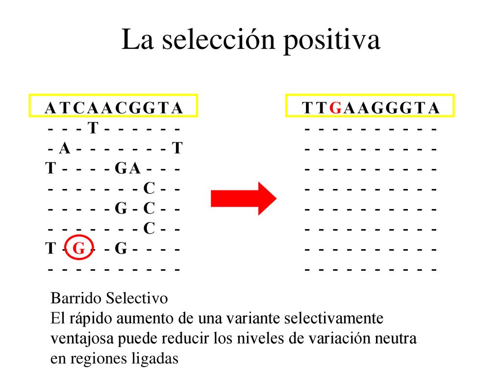 La selección positiva T - G A A - T C G Barrido Selectivo