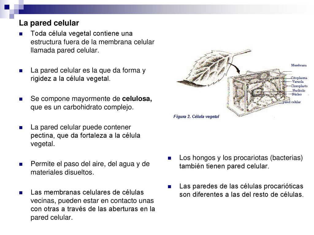 La pared celular Toda célula vegetal contiene una estructura fuera de la membrana celular llamada pared celular.