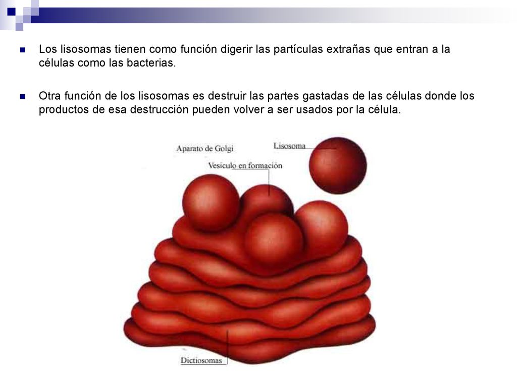 Los lisosomas tienen como función digerir las partículas extrañas que entran a la células como las bacterias.