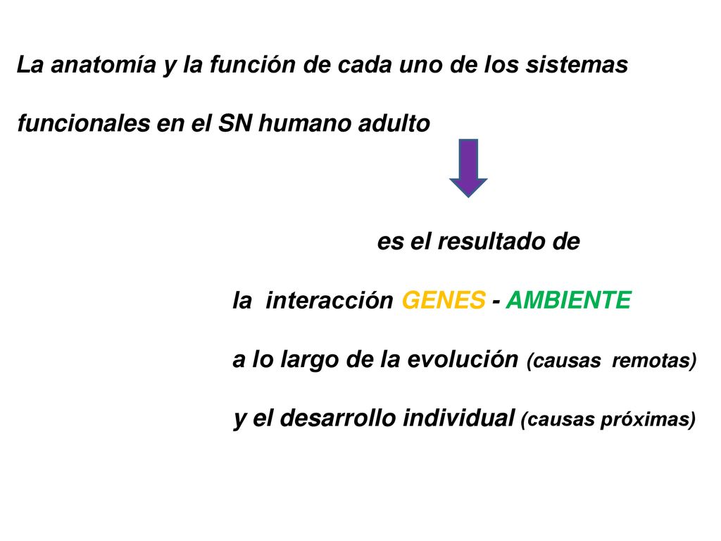 La anatomía y la función de cada uno de los sistemas