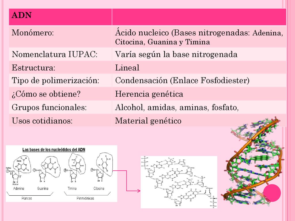 ADN Monómero: Ácido nucleico (Bases nitrogenadas: Adenina, Citocina, Guanina y Timina. Nomenclatura IUPAC: