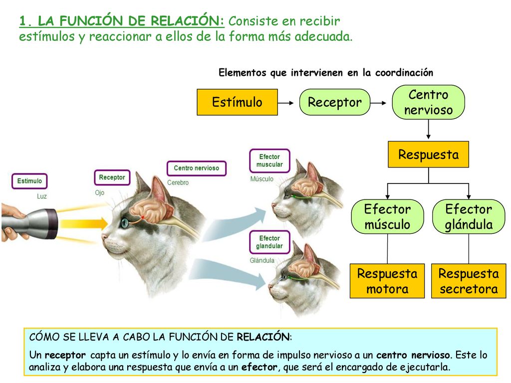 1. LA FUNCIÓN DE RELACIÓN: Consiste en recibir estímulos y reaccionar a ellos de la forma más adecuada.