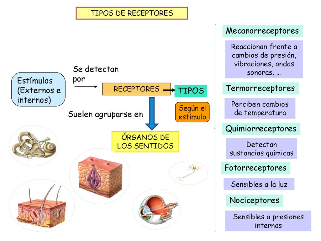 Estímulos (Externos e internos) Termorreceptores TIPOS