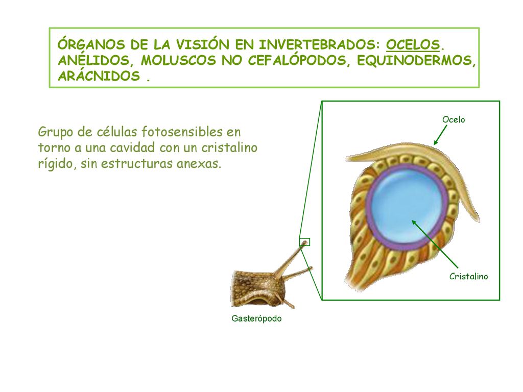 ÓRGANOS DE LA VISIÓN EN INVERTEBRADOS: OCELOS