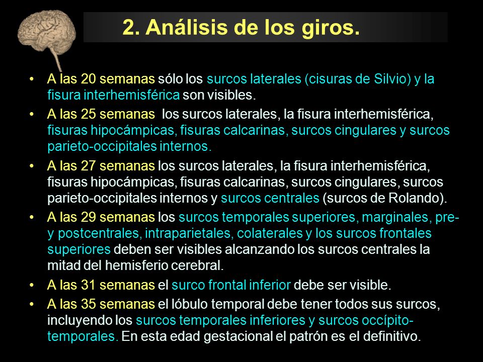 2. Análisis de los giros. A las 20 semanas sólo los surcos laterales (cisuras de Silvio) y la fisura interhemisférica son visibles.