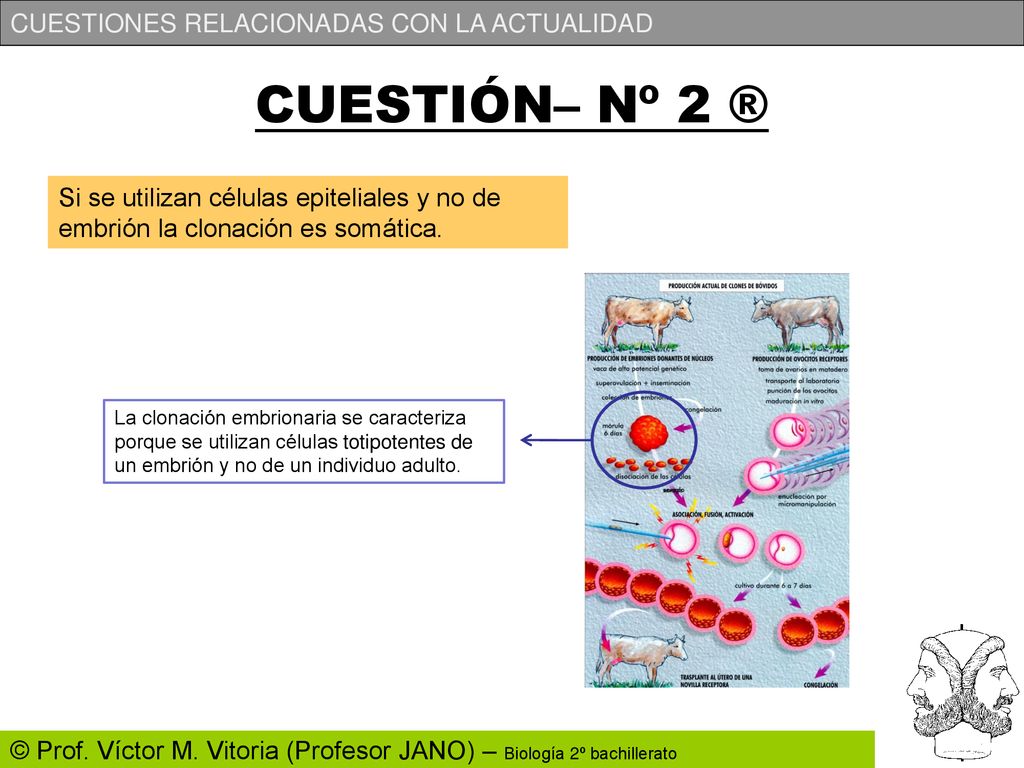 CUESTIÓN– Nº 2 ® Si se utilizan células epiteliales y no de embrión la clonación es somática.