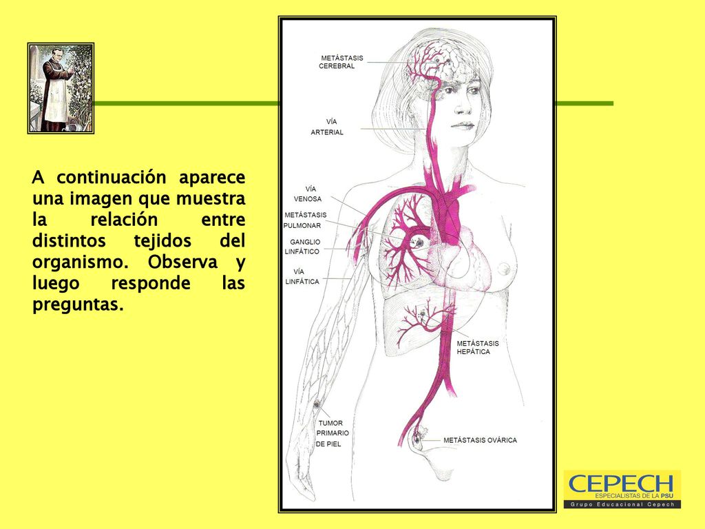 A continuación aparece una imagen que muestra la relación entre distintos tejidos del organismo.