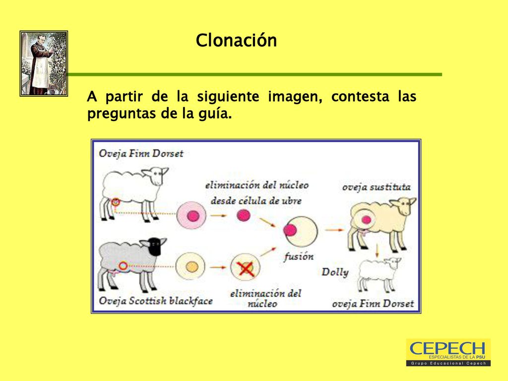 Clonación A partir de la siguiente imagen, contesta las preguntas de la guía.