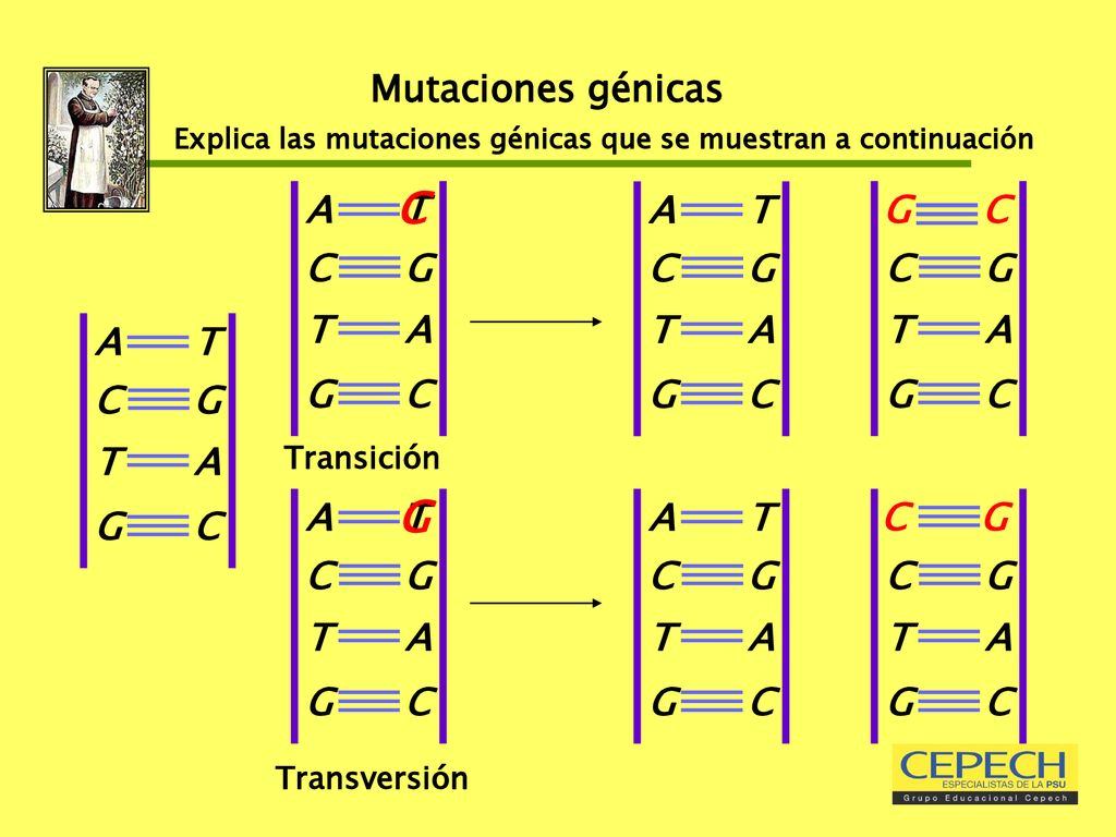 C G Mutaciones génicas A C T G T A C T G G C C T G A A C T G A C T G T