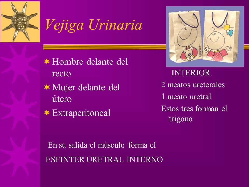 Vejiga Urinaria Hombre delante del recto Mujer delante del útero
