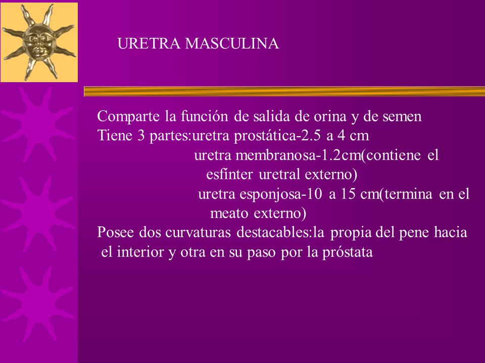 URETRA MASCULINA Comparte la función de salida de orina y de semen. Tiene 3 partes:uretra prostática-2.5 a 4 cm.