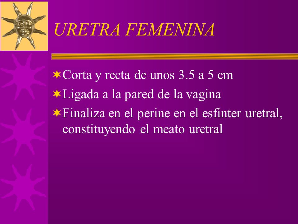 URETRA FEMENINA Corta y recta de unos 3.5 a 5 cm