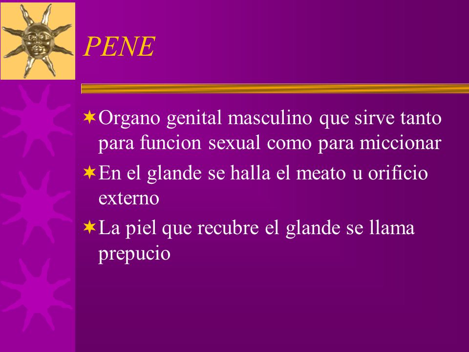 PENE Organo genital masculino que sirve tanto para funcion sexual como para miccionar. En el glande se halla el meato u orificio externo.