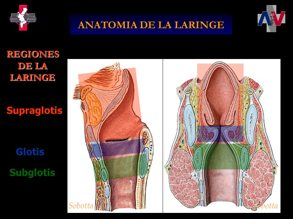 ANATOMIA DE LA LARINGE REGIONES DE LA LARINGE Supraglotis Glotis