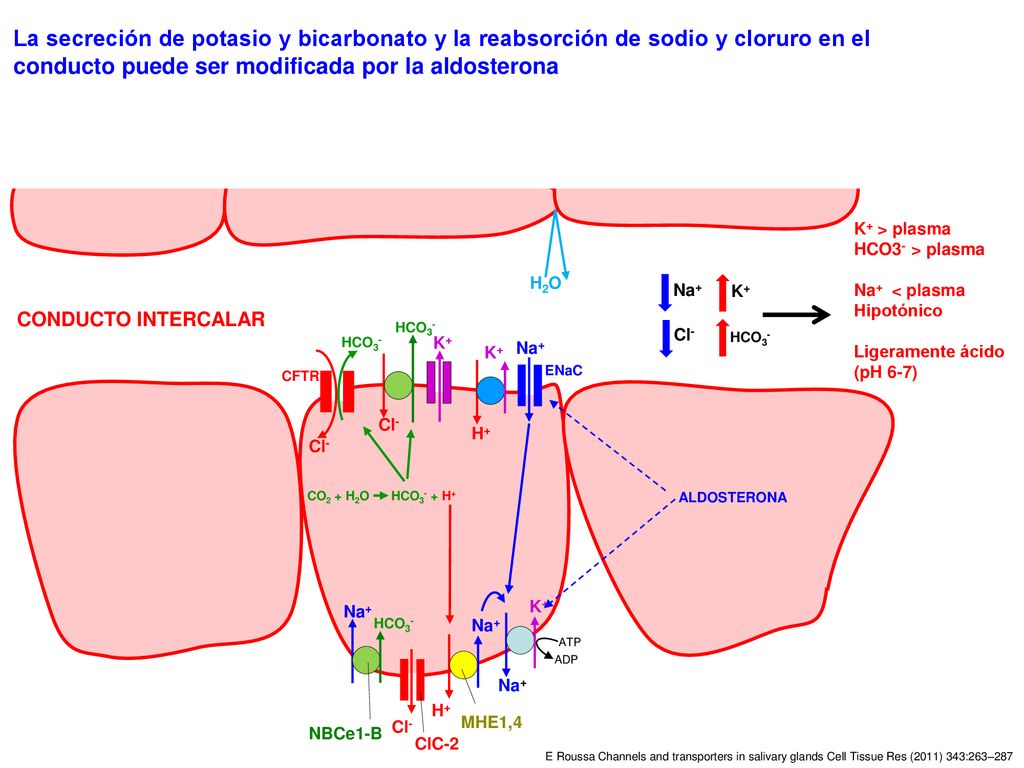La secreción de potasio y bicarbonato y la reabsorción de sodio y cloruro en el conducto puede ser modificada por la aldosterona