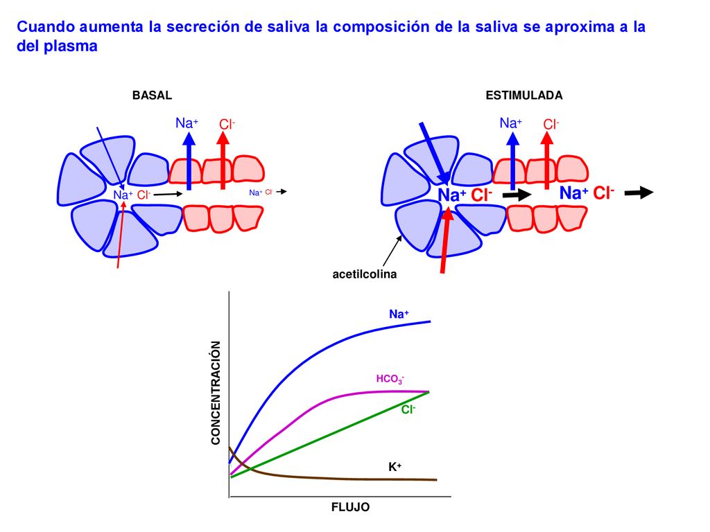 Cuando aumenta la secreción de saliva la composición de la saliva se aproxima a la del plasma