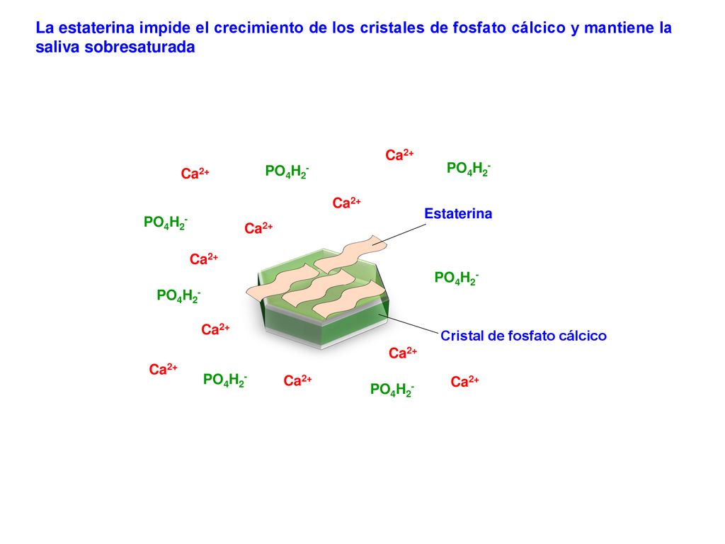 La estaterina impide el crecimiento de los cristales de fosfato cálcico y mantiene la saliva sobresaturada