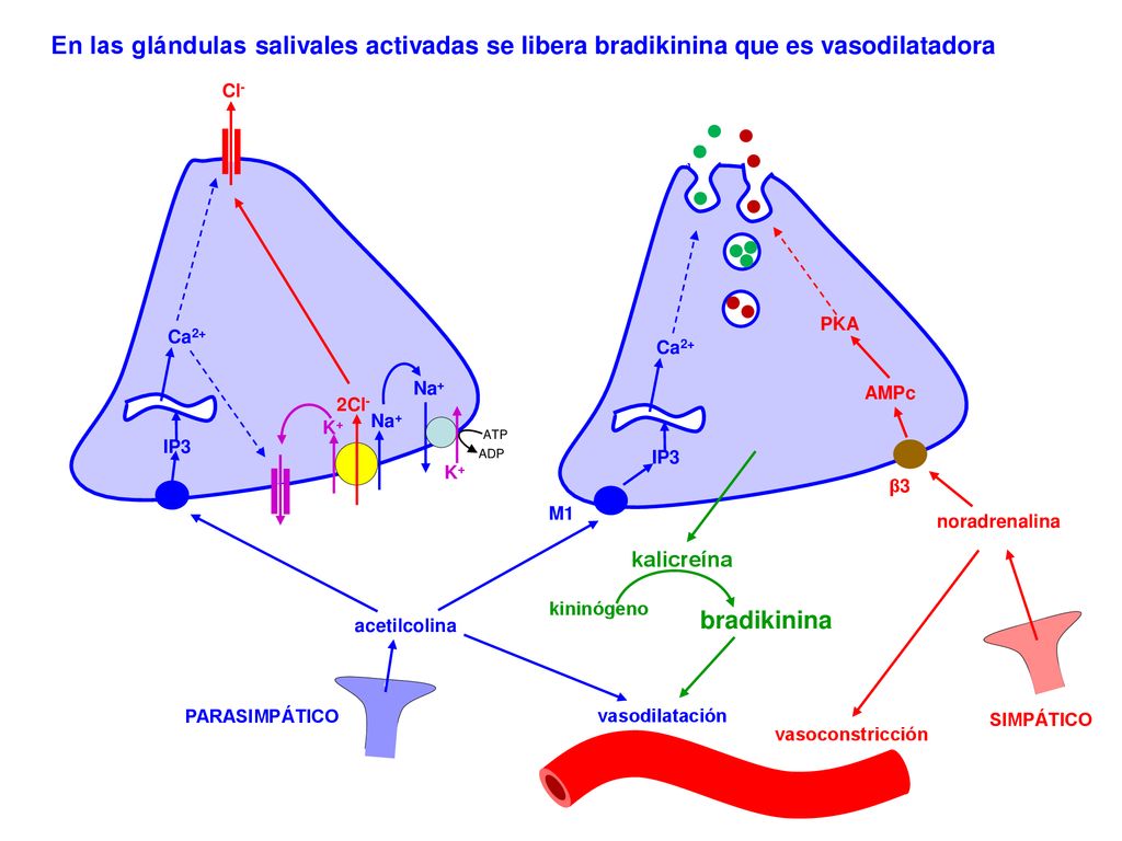 En las glándulas salivales activadas se libera bradikinina que es vasodilatadora