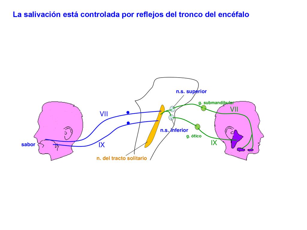 La salivación está controlada por reflejos del tronco del encéfalo
