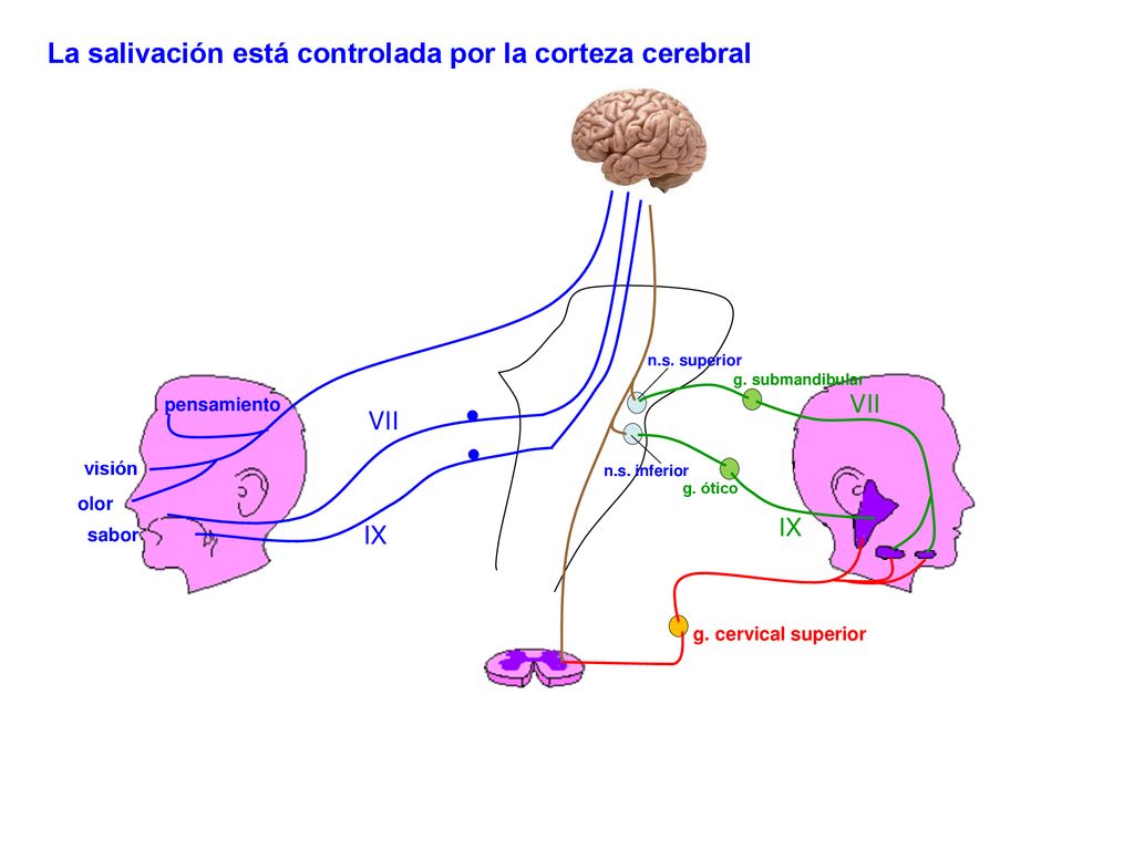 La salivación está controlada por la corteza cerebral
