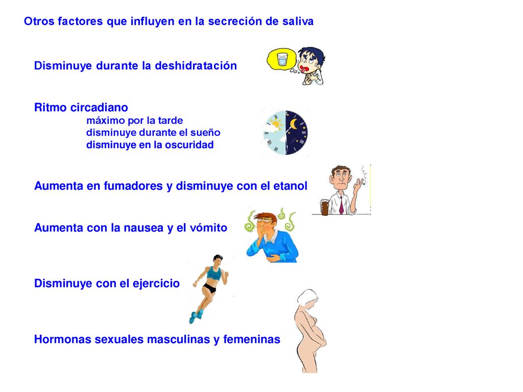 Otros factores que influyen en la secreción de saliva