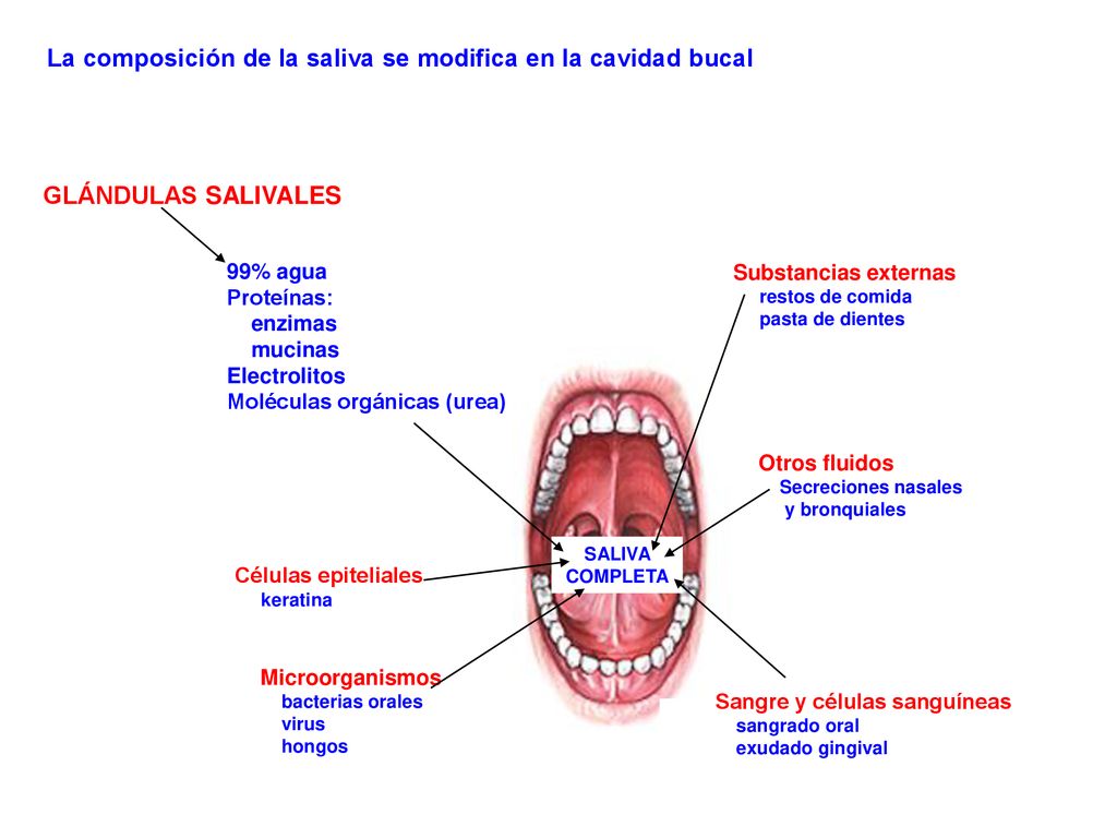La composición de la saliva se modifica en la cavidad bucal