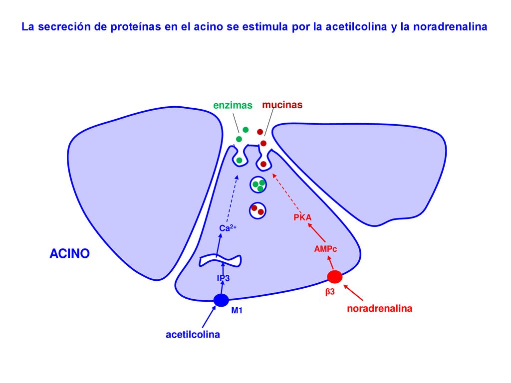La secreción de proteínas en el acino se estimula por la acetilcolina y la noradrenalina