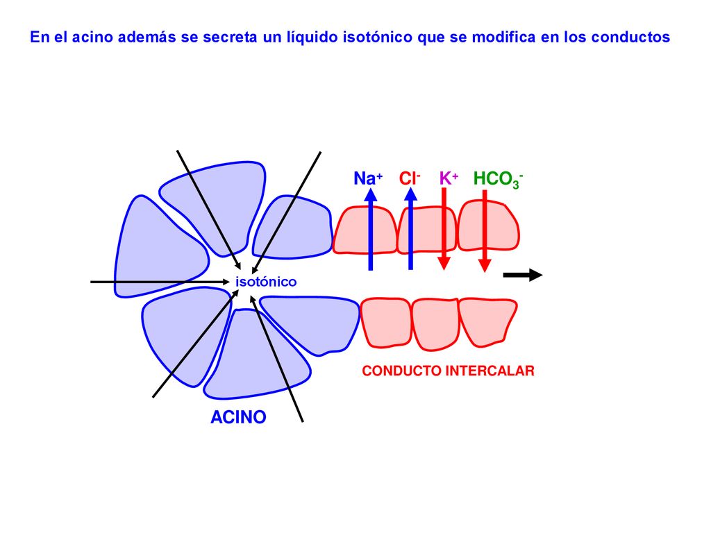En el acino además se secreta un líquido isotónico que se modifica en los conductos