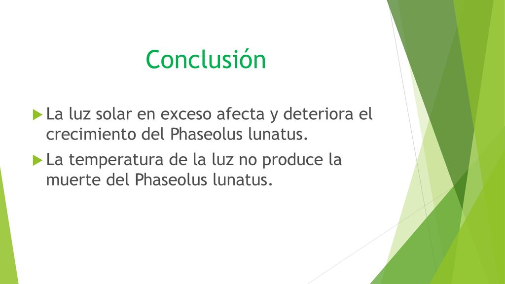 Conclusión La luz solar en exceso afecta y deteriora el crecimiento del Phaseolus lunatus.