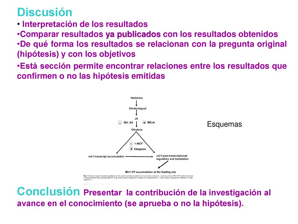 Discusión Interpretación de los resultados. Comparar resultados ya publicados con los resultados obtenidos.