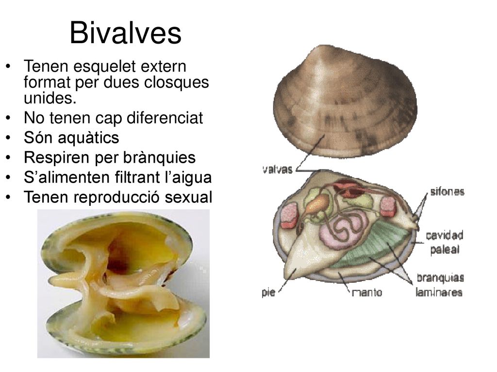 Bivalves Tenen esquelet extern format per dues closques unides.